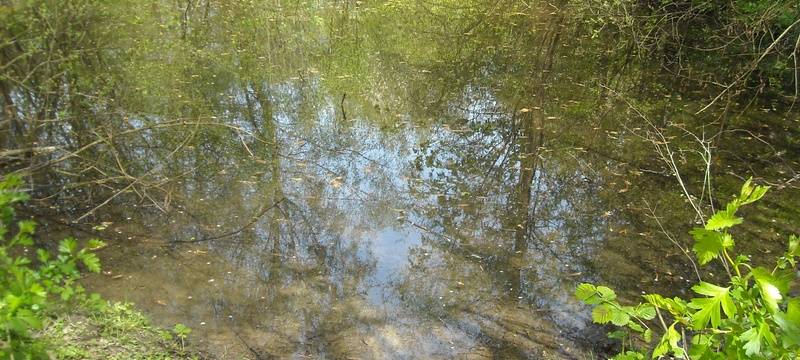 Wasserqualität in Marler Teichen soll verbessert werden