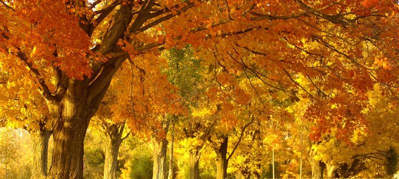 Stadtfest "Datteln im Herbst" kommt zurück
