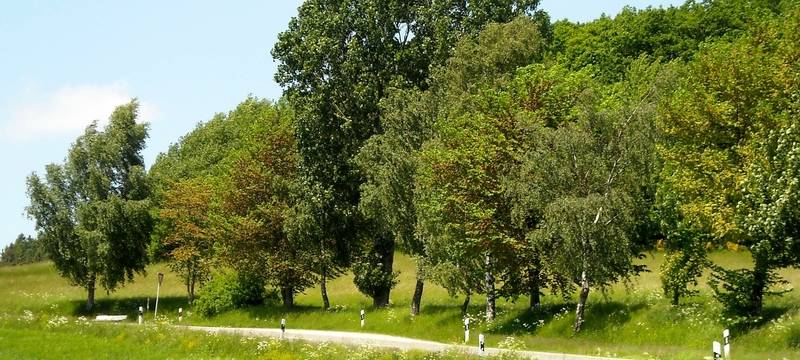 Wälder im Vest verändern sich durch Klimawandel