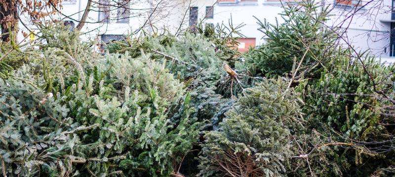 Abholung der Weihnachtsbäume startet