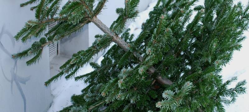 Weihnachtsbaumabholung