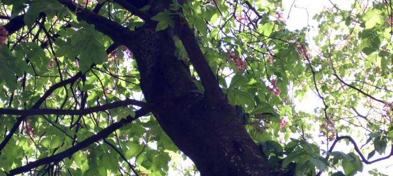 Bäume in Recklinghausen brauchen Wasser