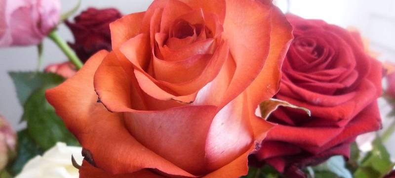 Forderung: Mehr Geld für Floristinnen