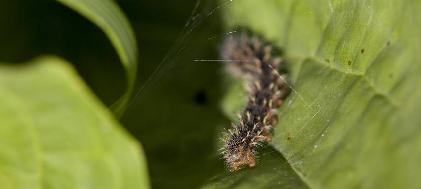 Bei Verwendung in Social Media Bildquelle manuell anfügen!