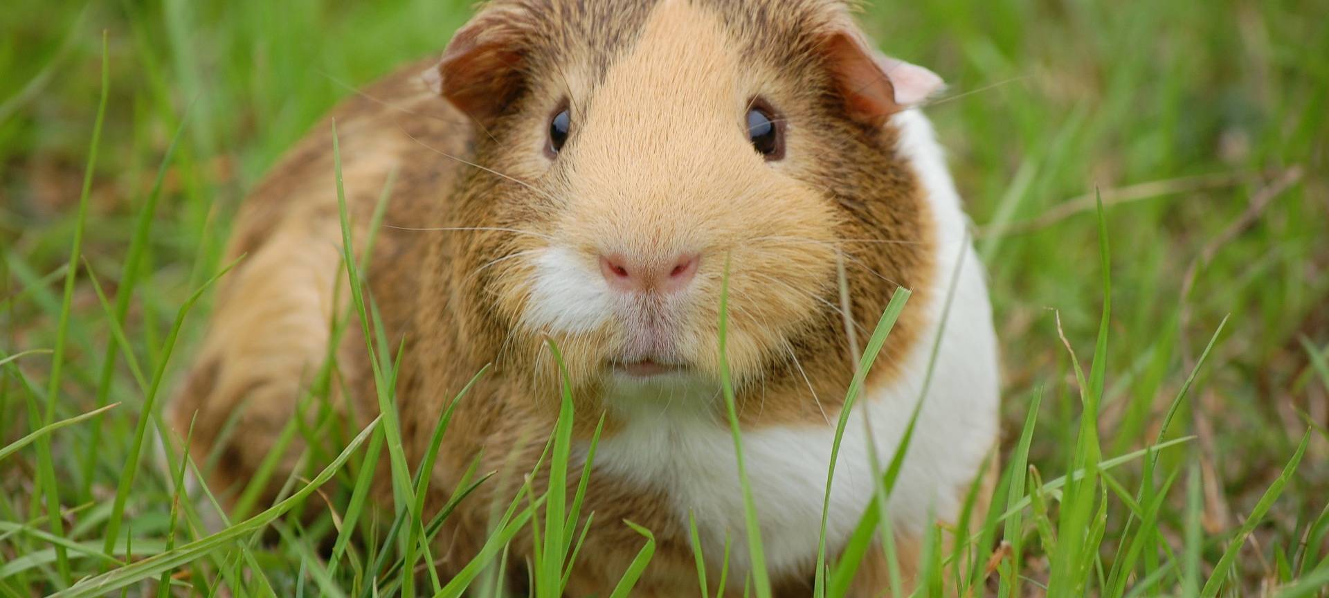 Polizei fahndet weiter nach Meerschweinchendieben
