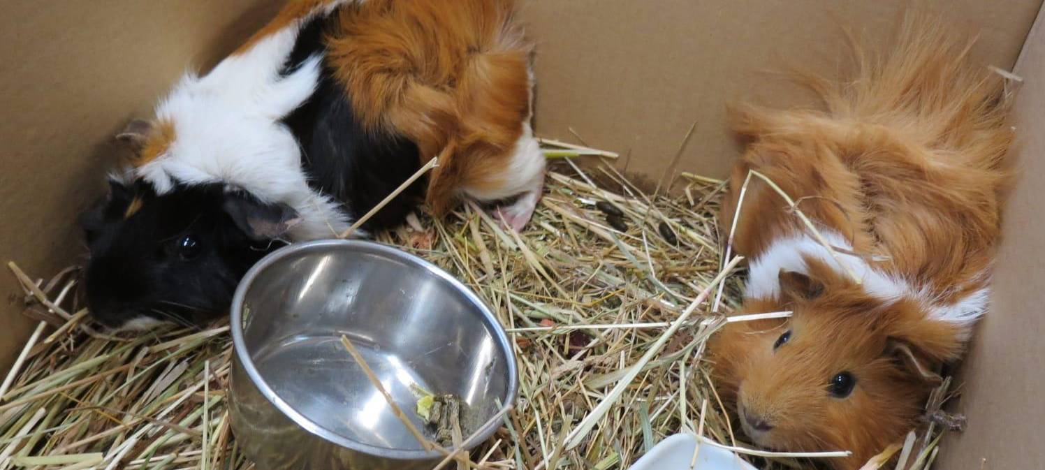 Meerschweinchen wieder da