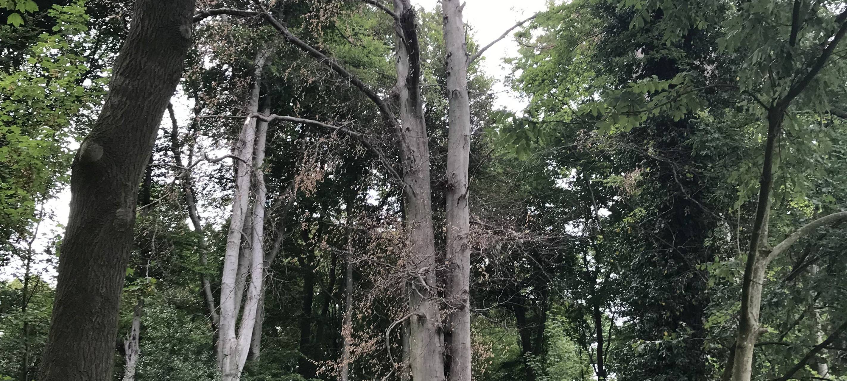Kranke Bäume müssen gefällt werden