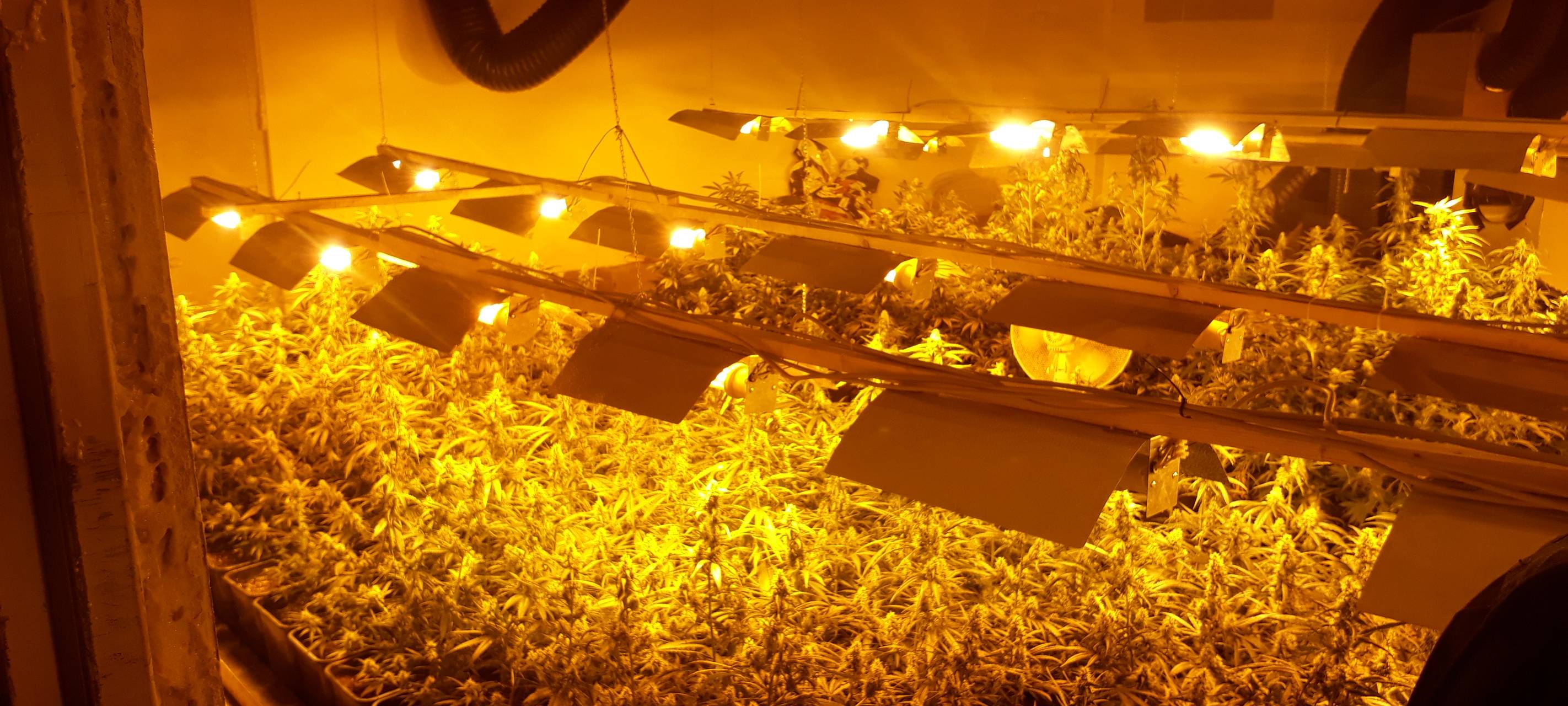 Marihuana-Plantage betrieben: Drogendealer vor Gericht