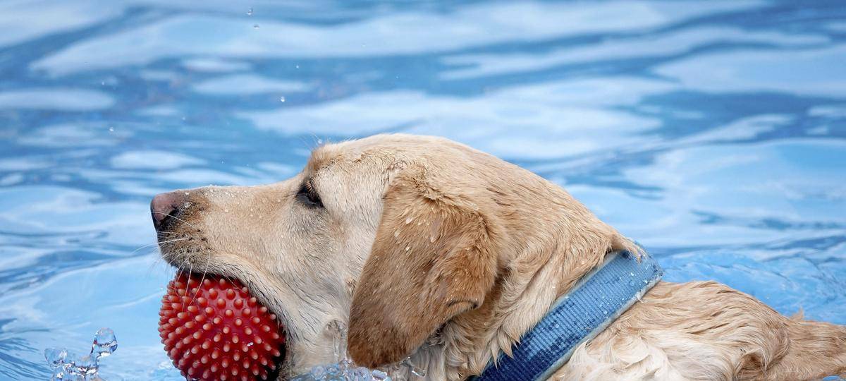 Hundeschwimmen im Parkbad Nord