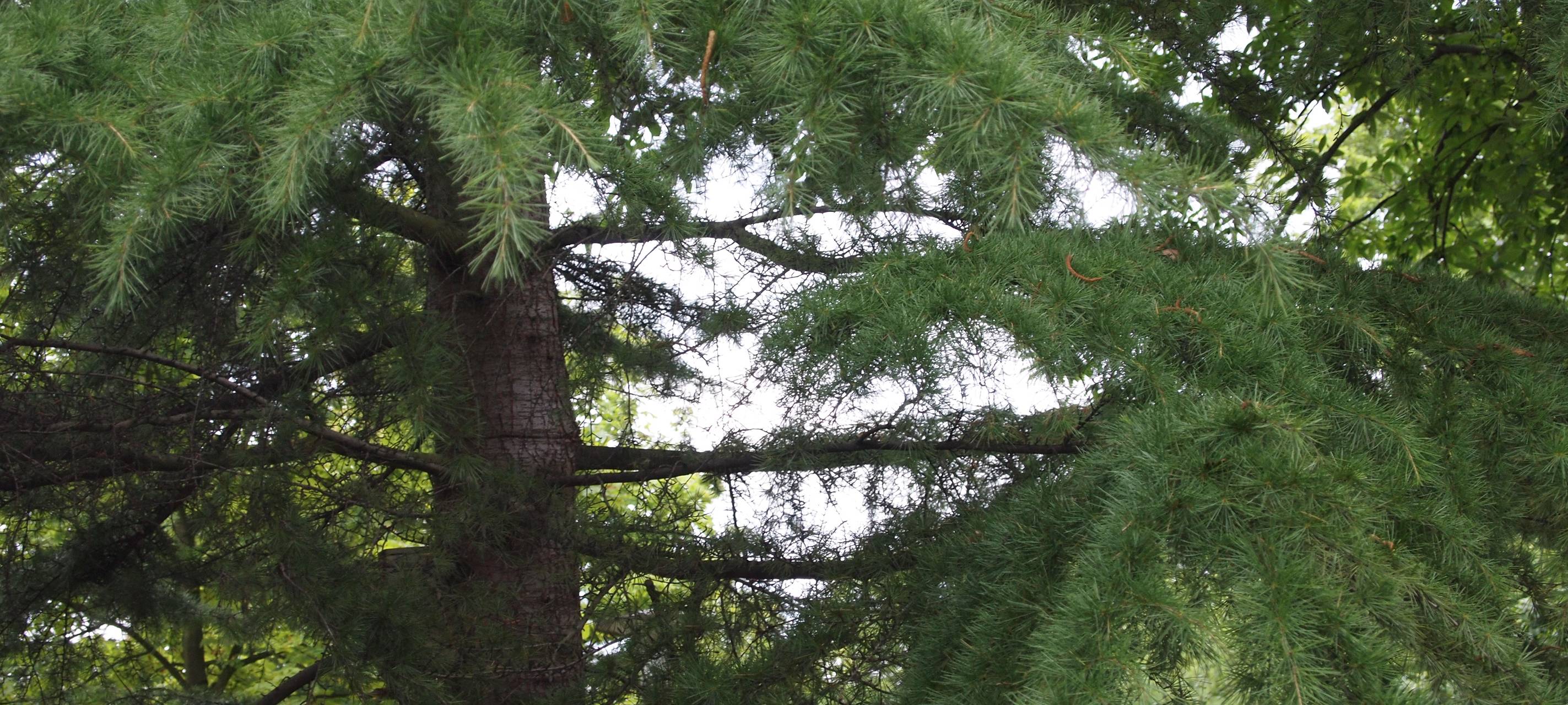 Größere Baumfällung in Haltern steht an