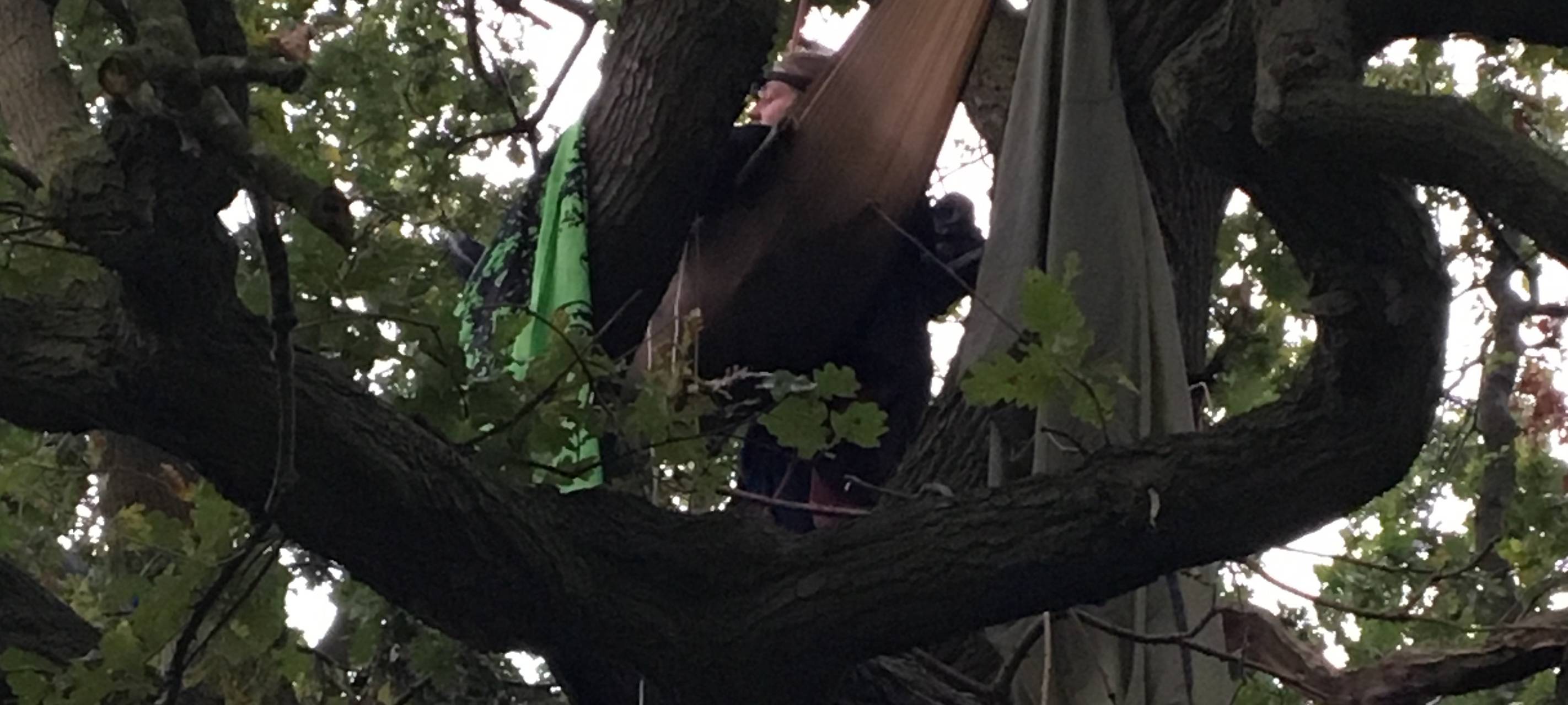 Uralte Eiche wird vorerst nicht gefällt