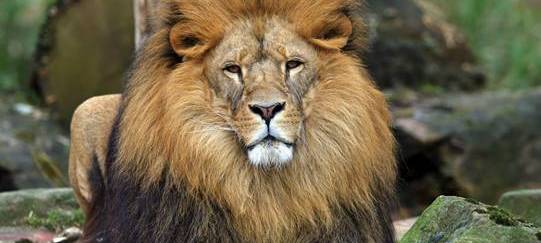 Generelle Maskenpflicht in der Zoom-Erlebniswelt