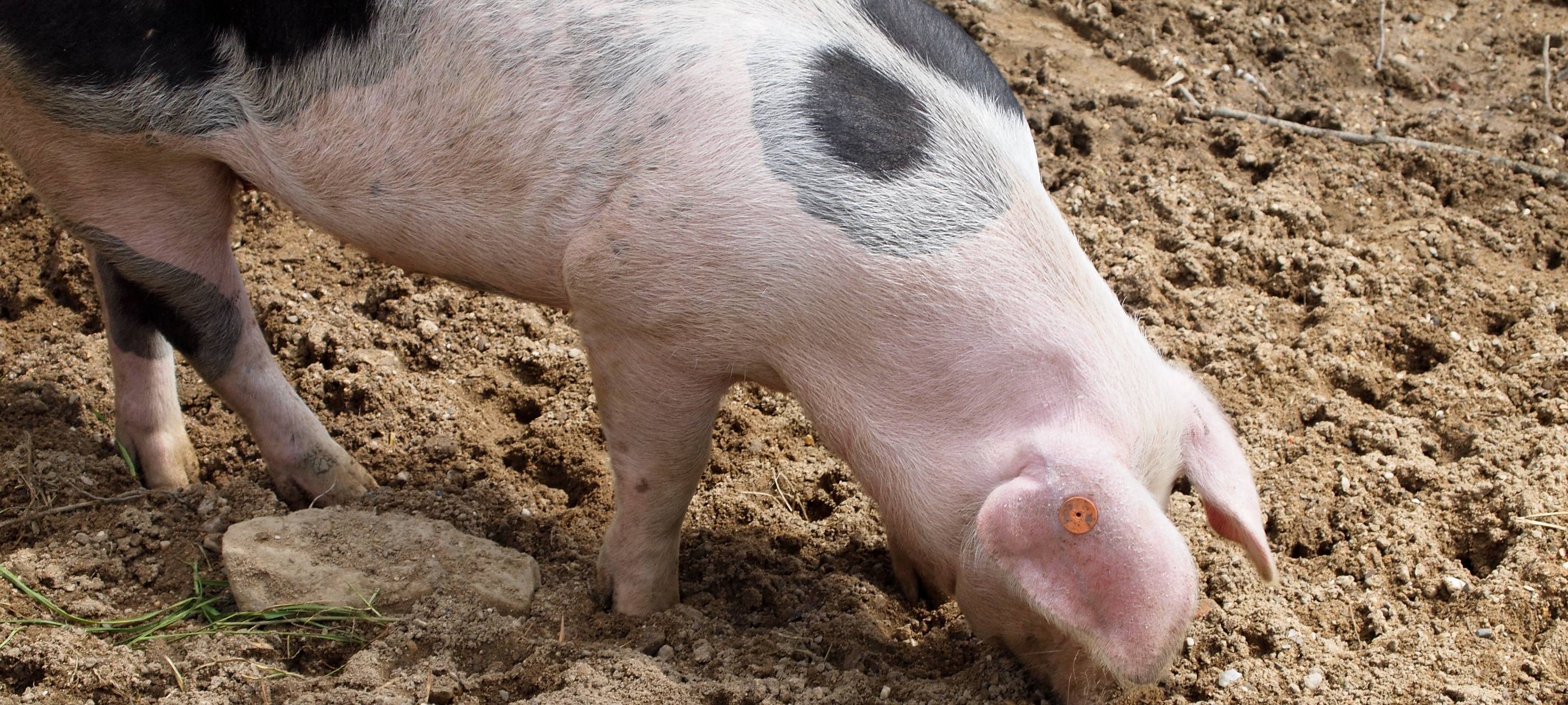 Reporter wird von Schwein gejagt