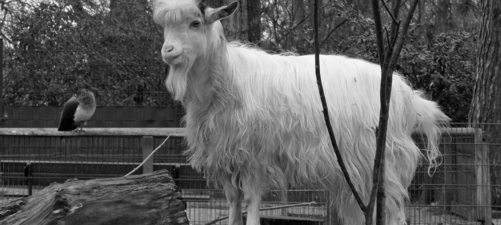 Fütterungsverbot missachtet: Ziegenbock "Titus" ist tot