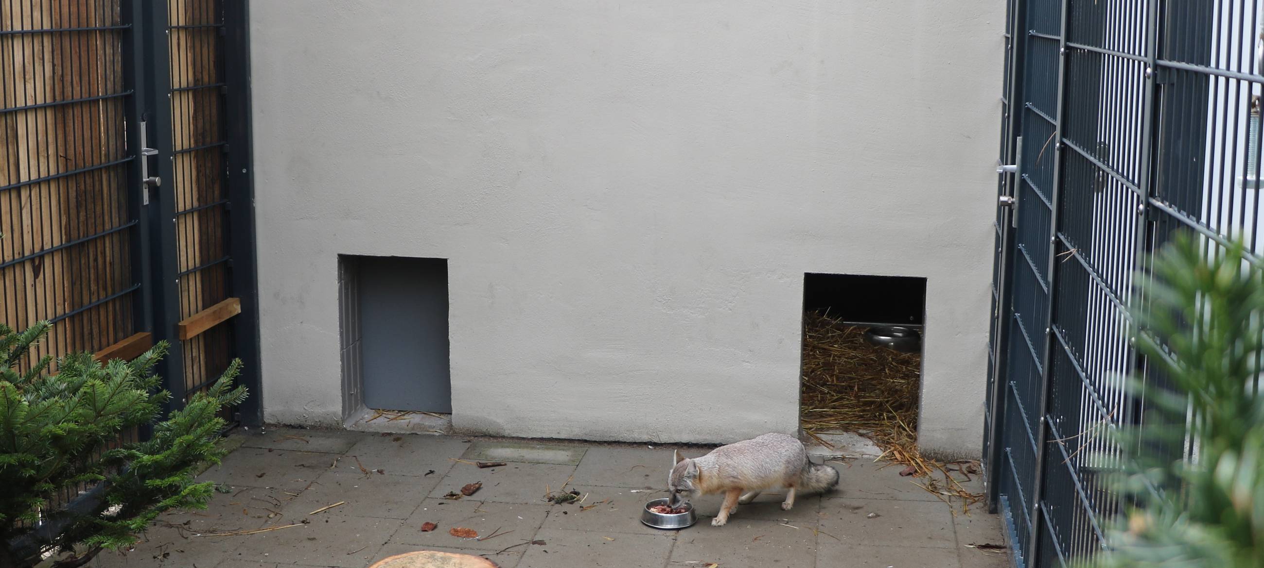 Steppenfüchse im Tierpark Recklinghausen