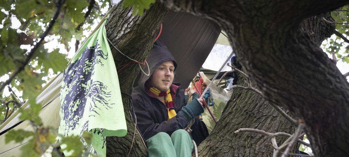 Alte Eiche darf nicht sofort gefällt werden