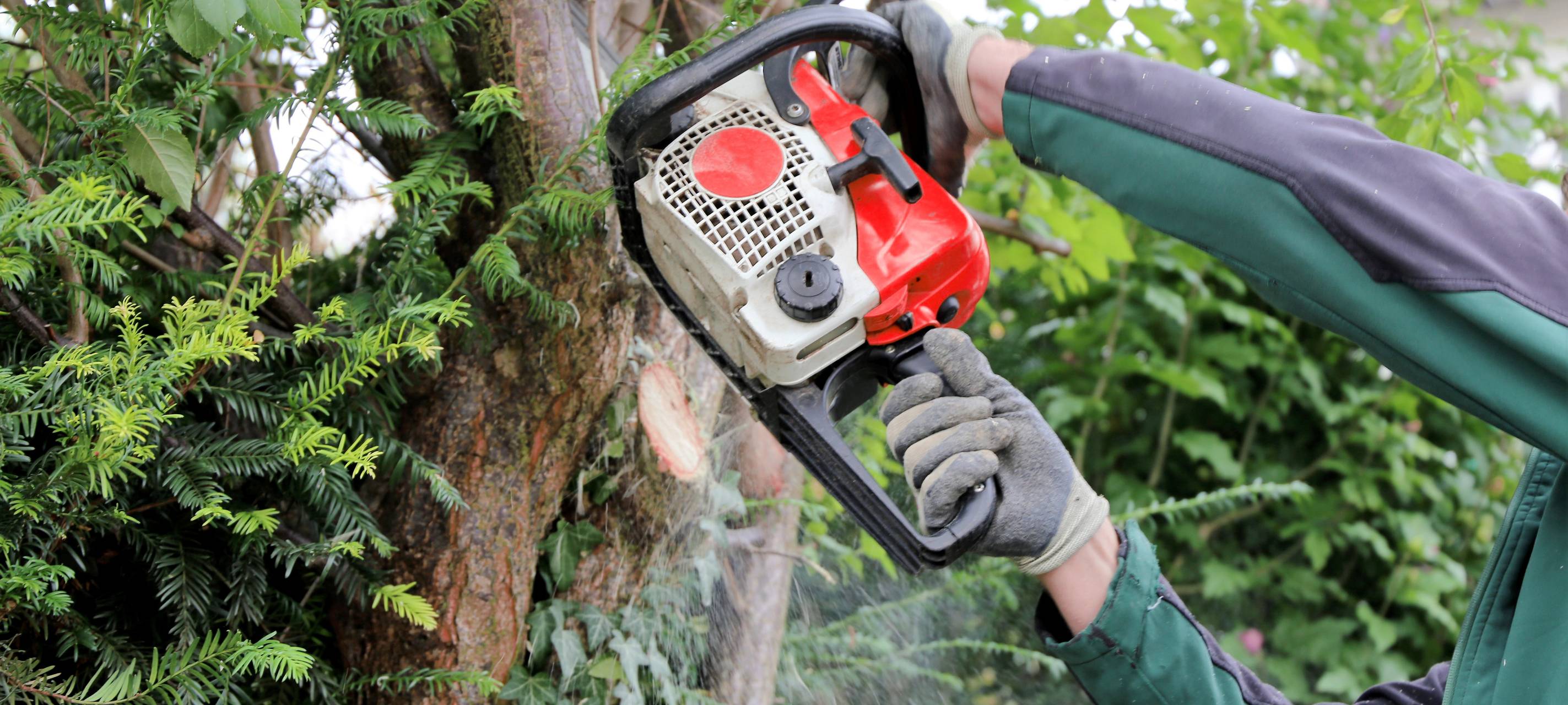 Rodungsarbeiten an Zentraldeponie