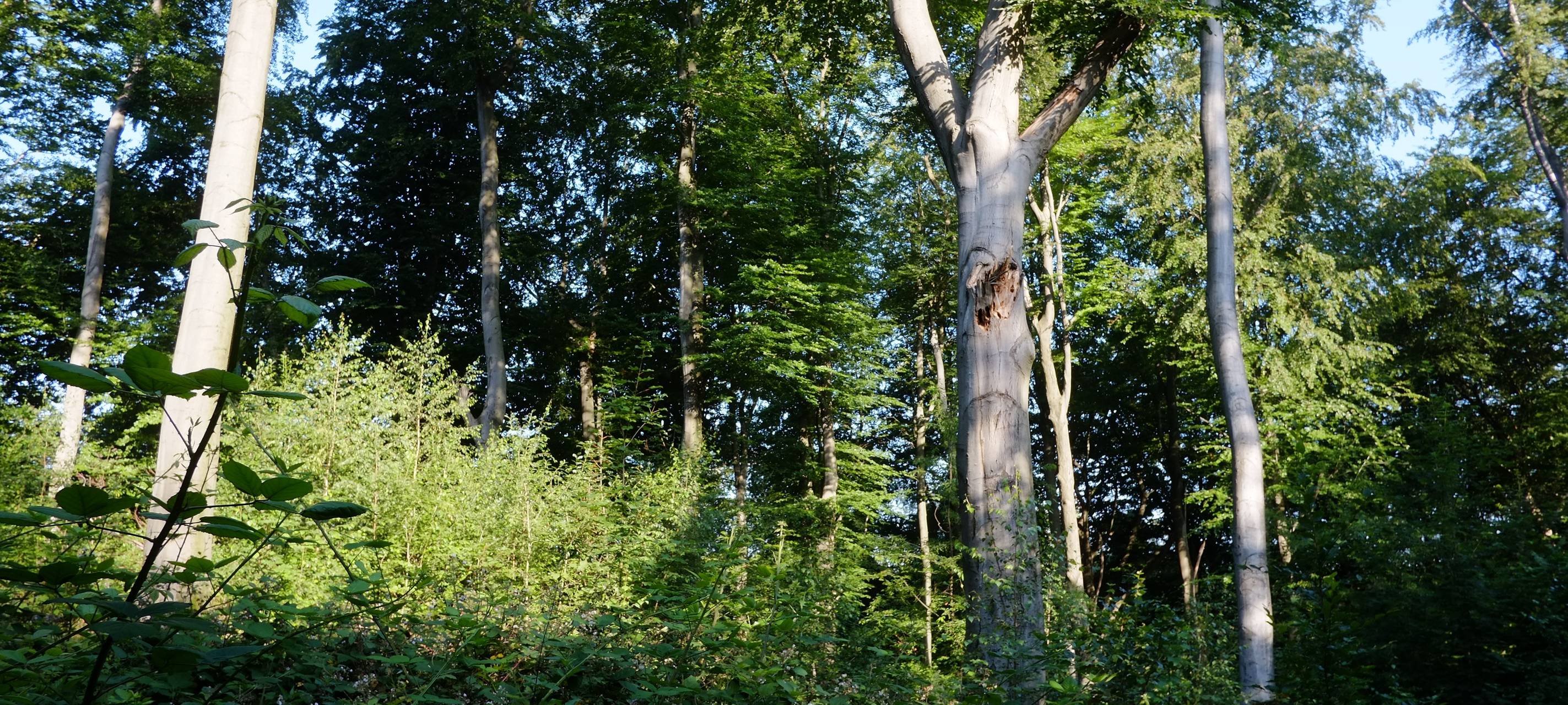 Das Bachtal Langeloh