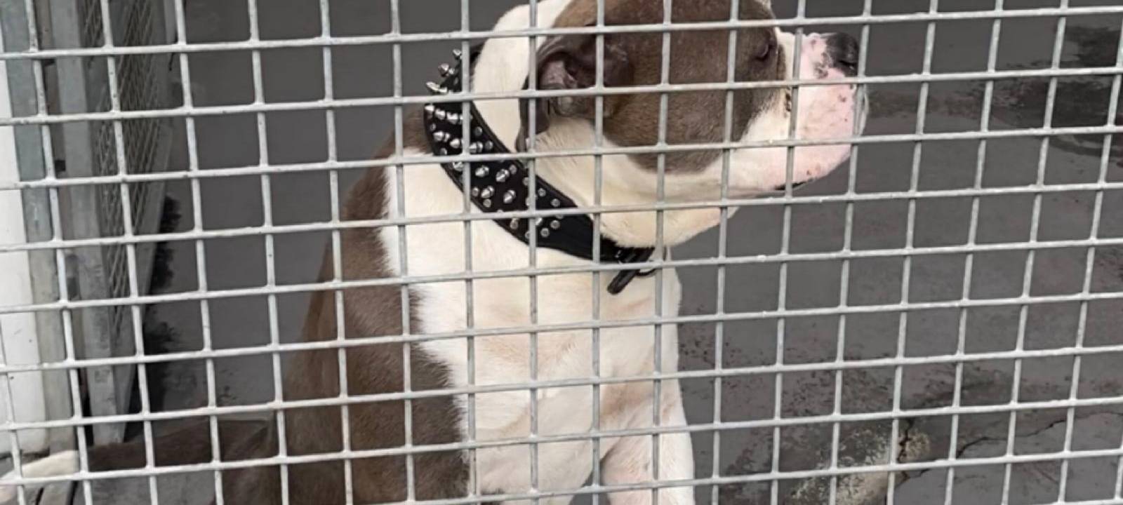 Neues Hundehaus für Tierheim