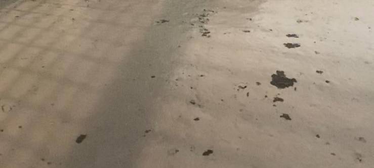 Neues Hundehaus für Tierheim