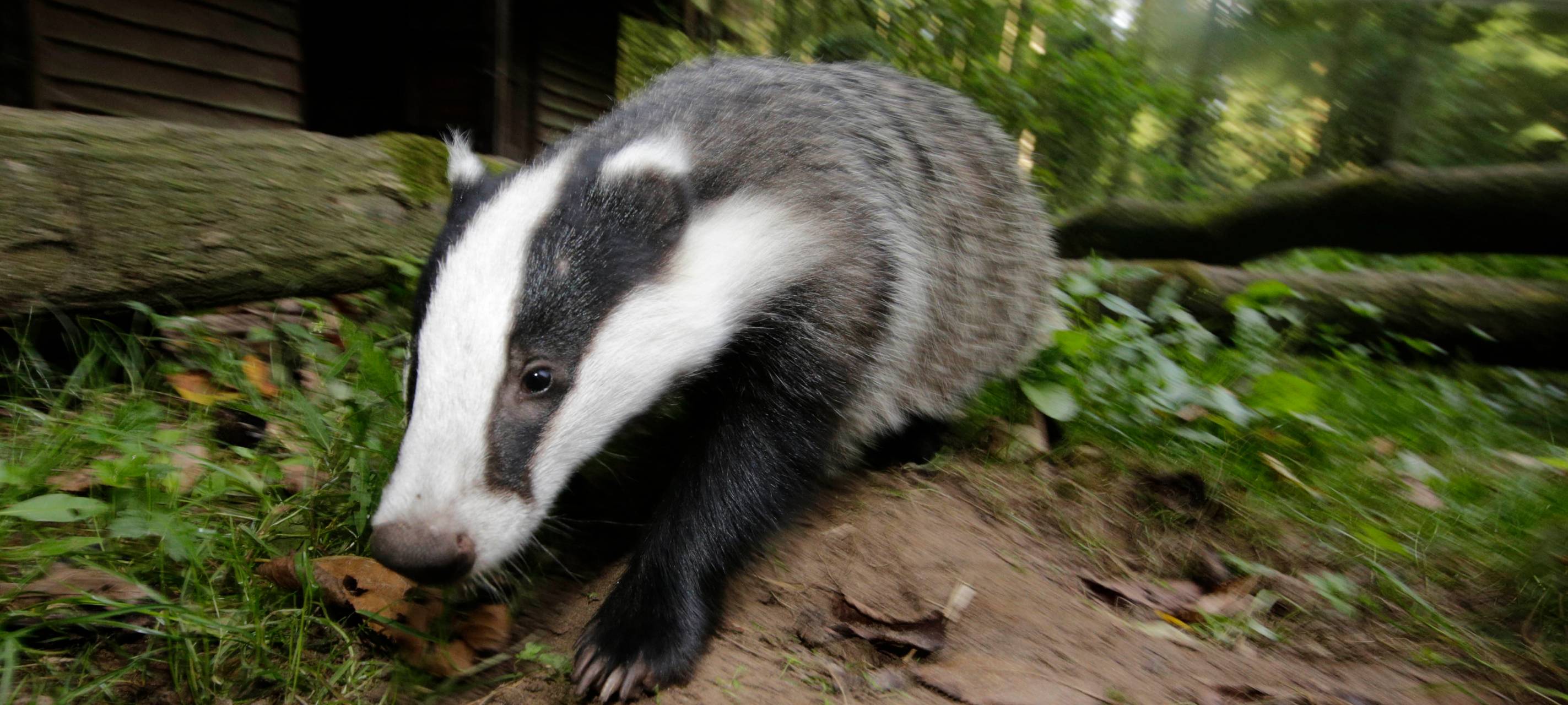 Dachs verwüstet Keller - und entwischt