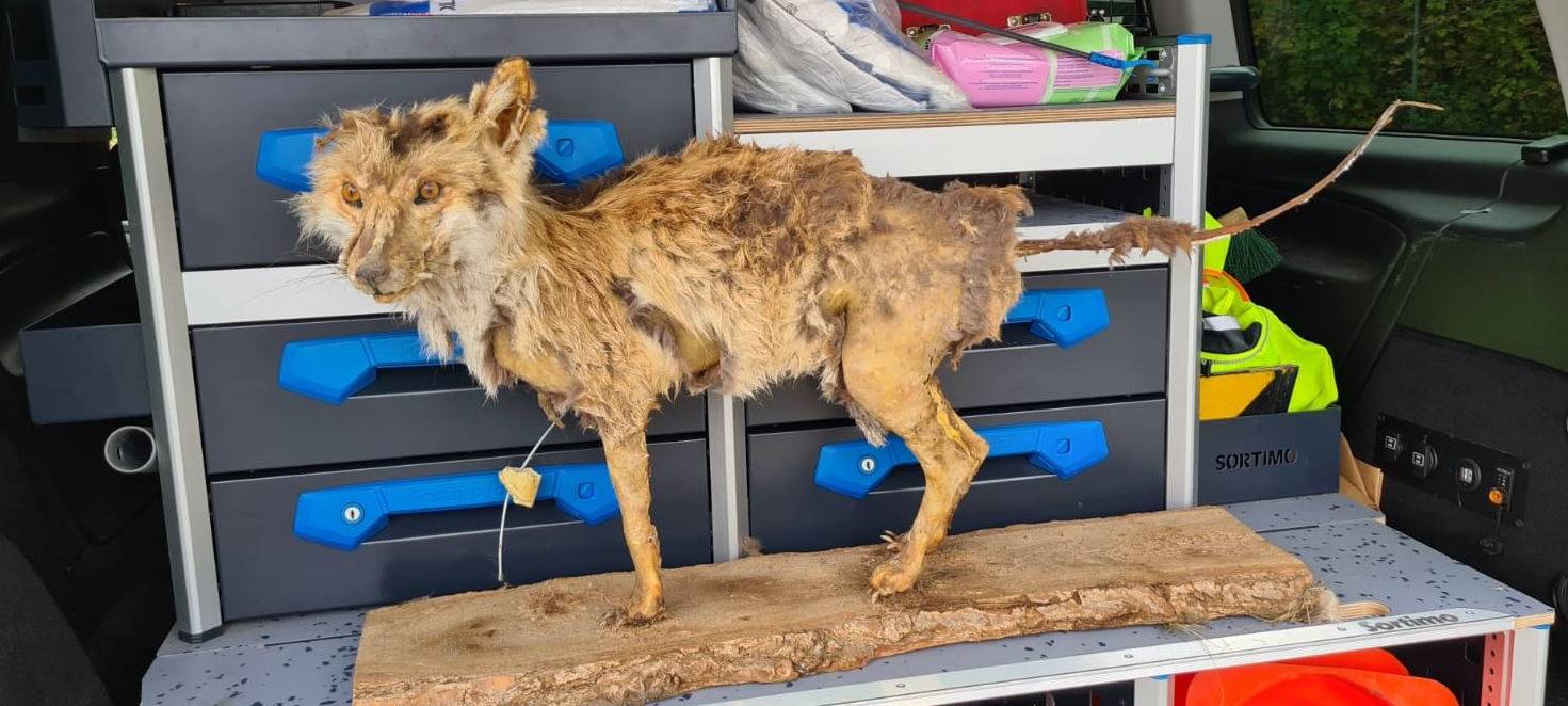 Ausgestopfter Fuchs