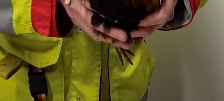 Aufdringlicher Hahn mischt Castrop auf