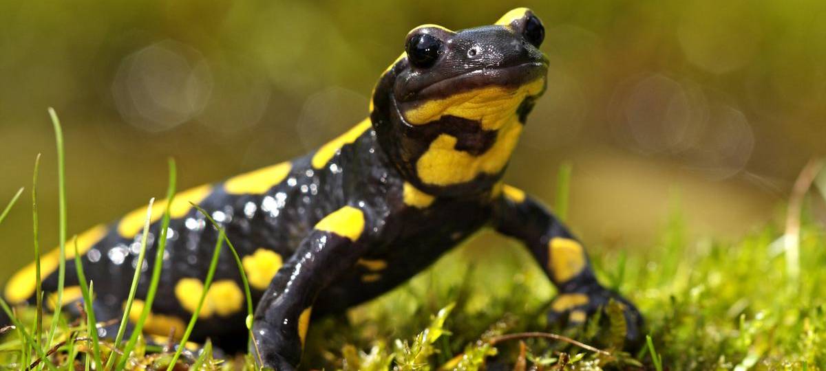 Über 90 tote Tiere: Salamanderpest ausgebrochen