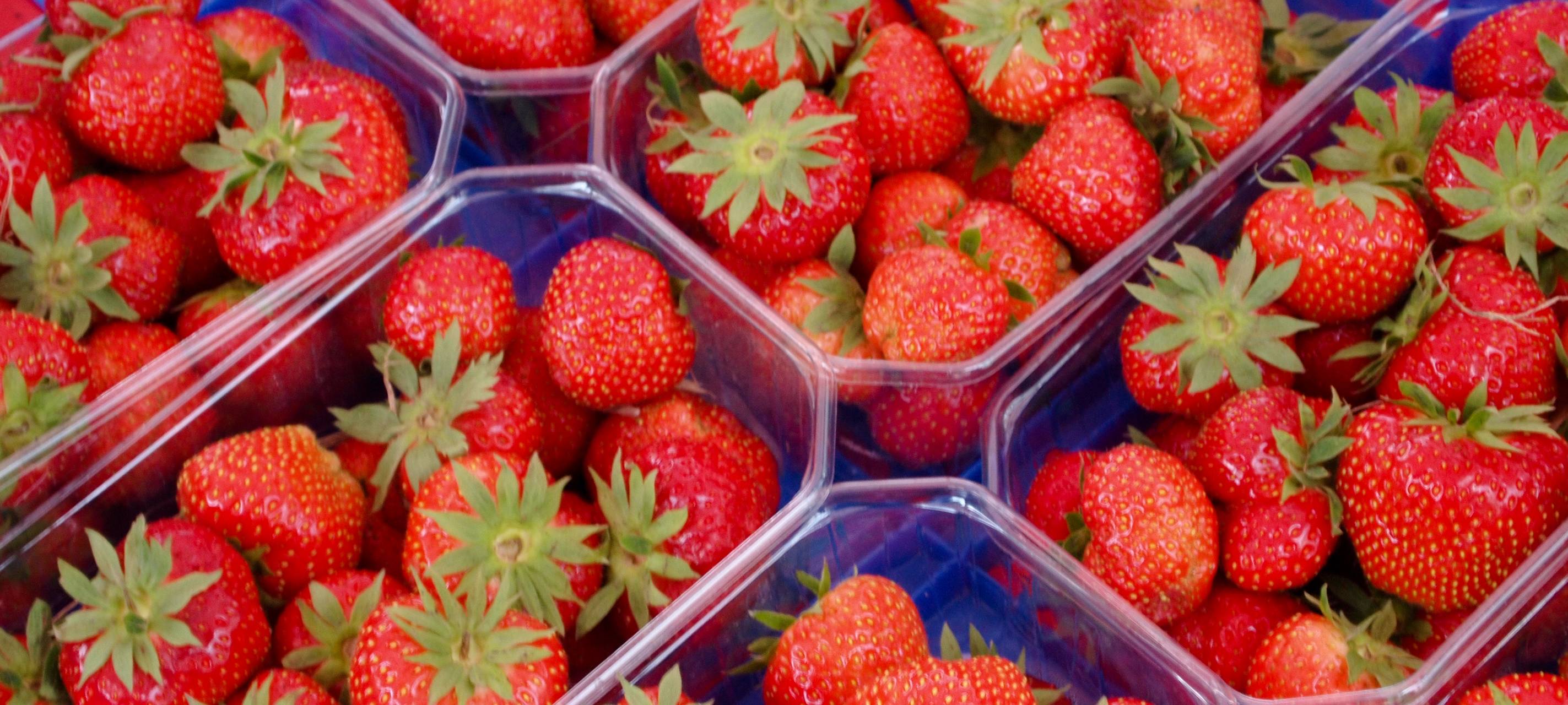 Erdbeer-Ernte in diesem Jahr besonders schlecht