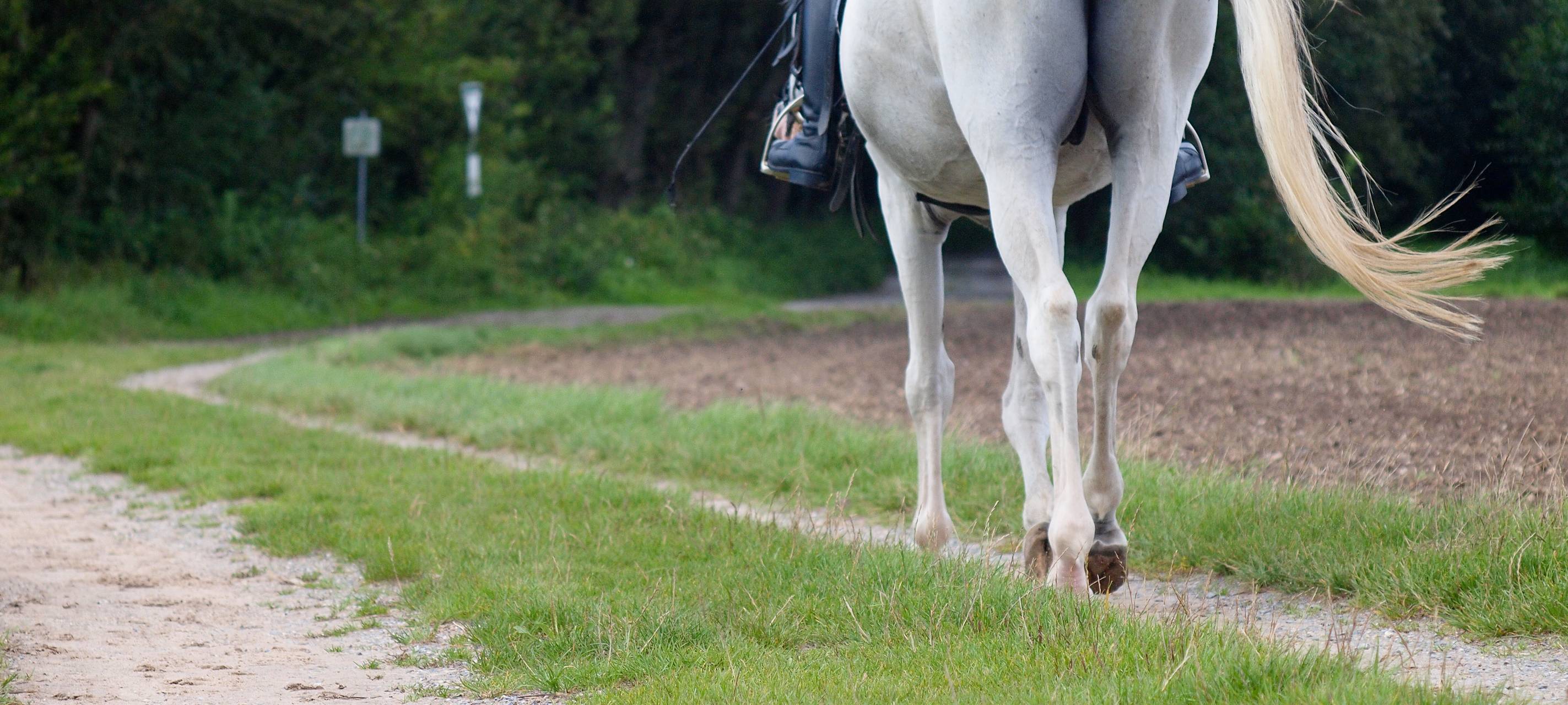 Reiter im Vest wollen mehr Wege nutzen