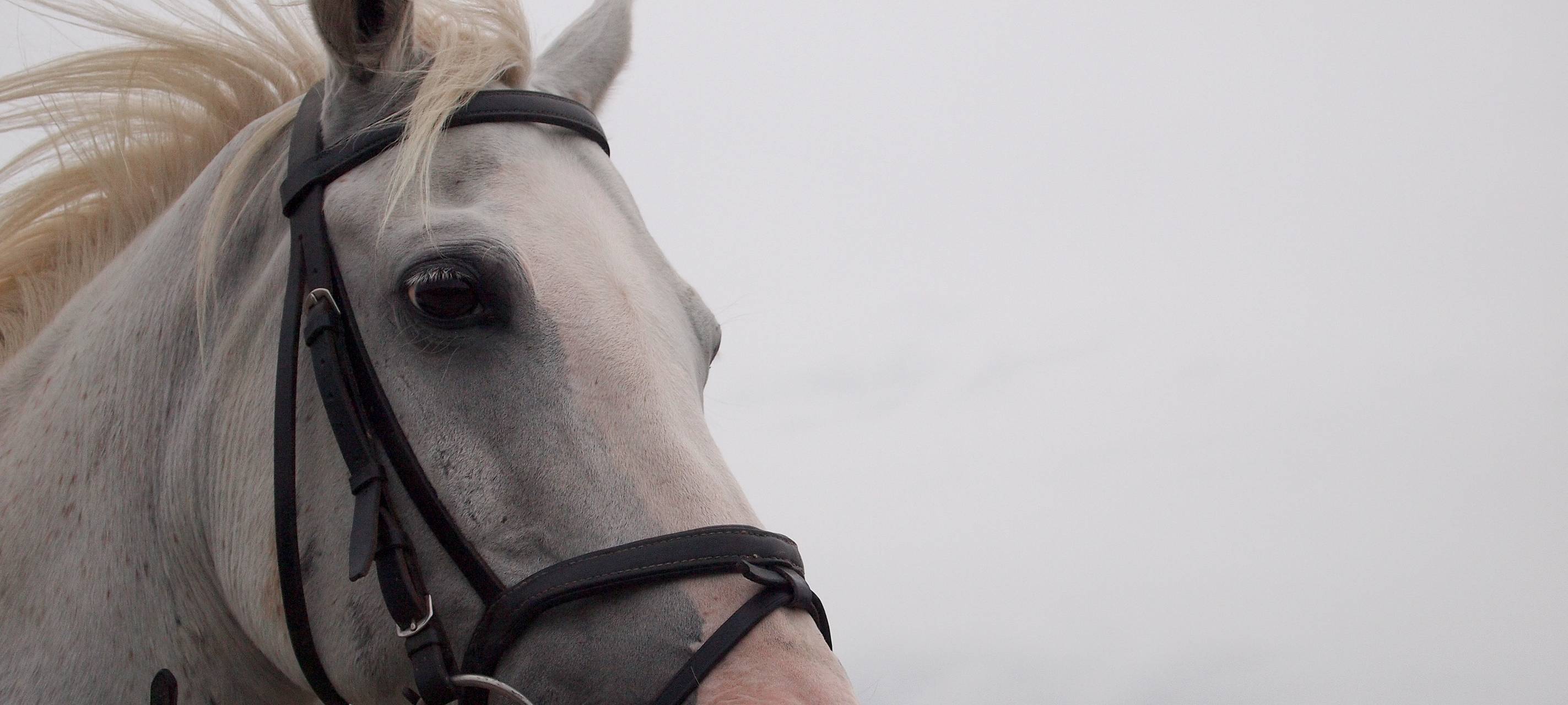 Coronakrise trifft auch Tierhöfe - Futterspender gesucht