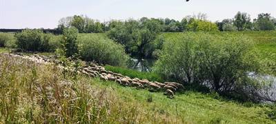 "Lippe-Schafe" nehmen am deich ihre Arbeit auf