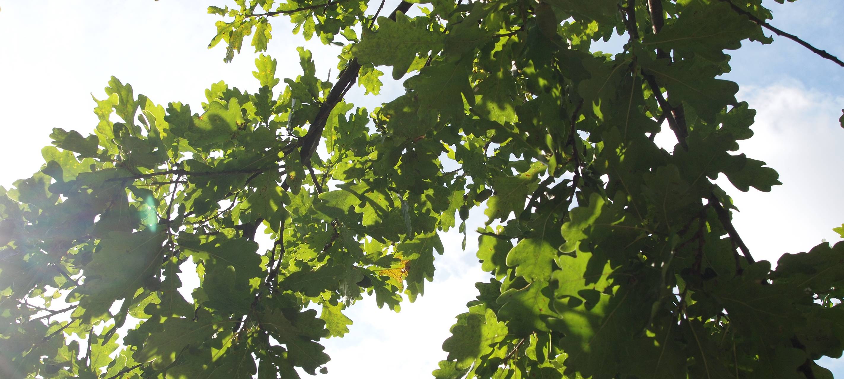 Katzenbusch in Herten ab sofort gesperrt