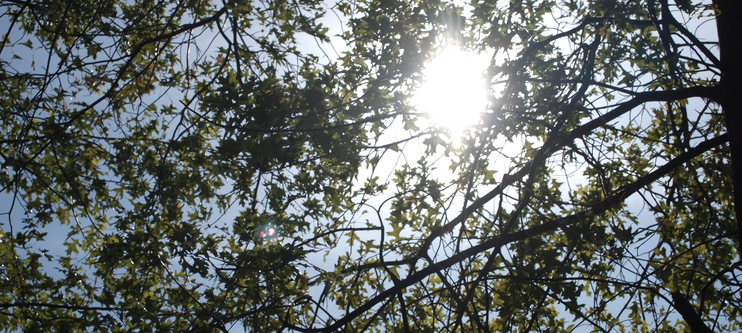 Vorsicht vor vertrockneten Bäumen im Kreis