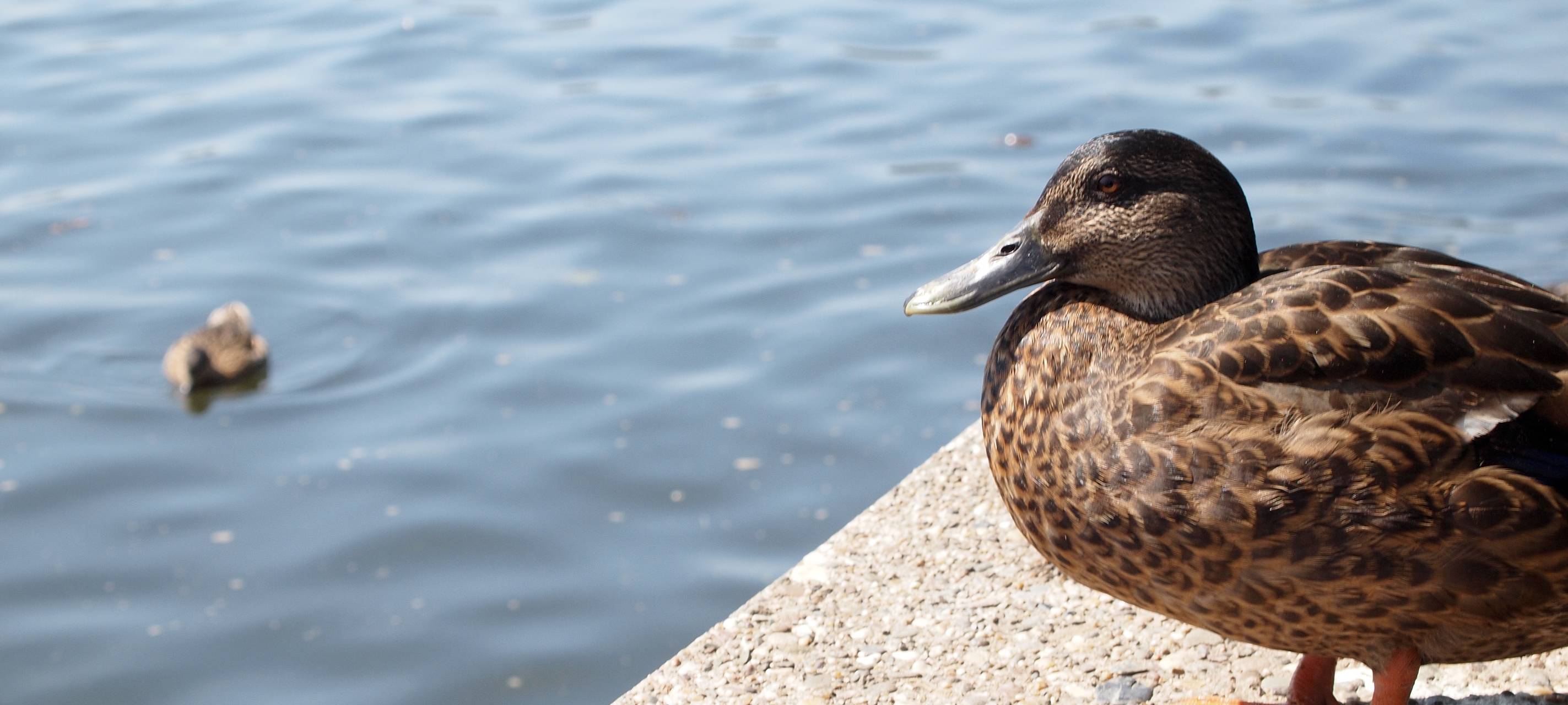Enten an städtischen Teichen nicht füttern