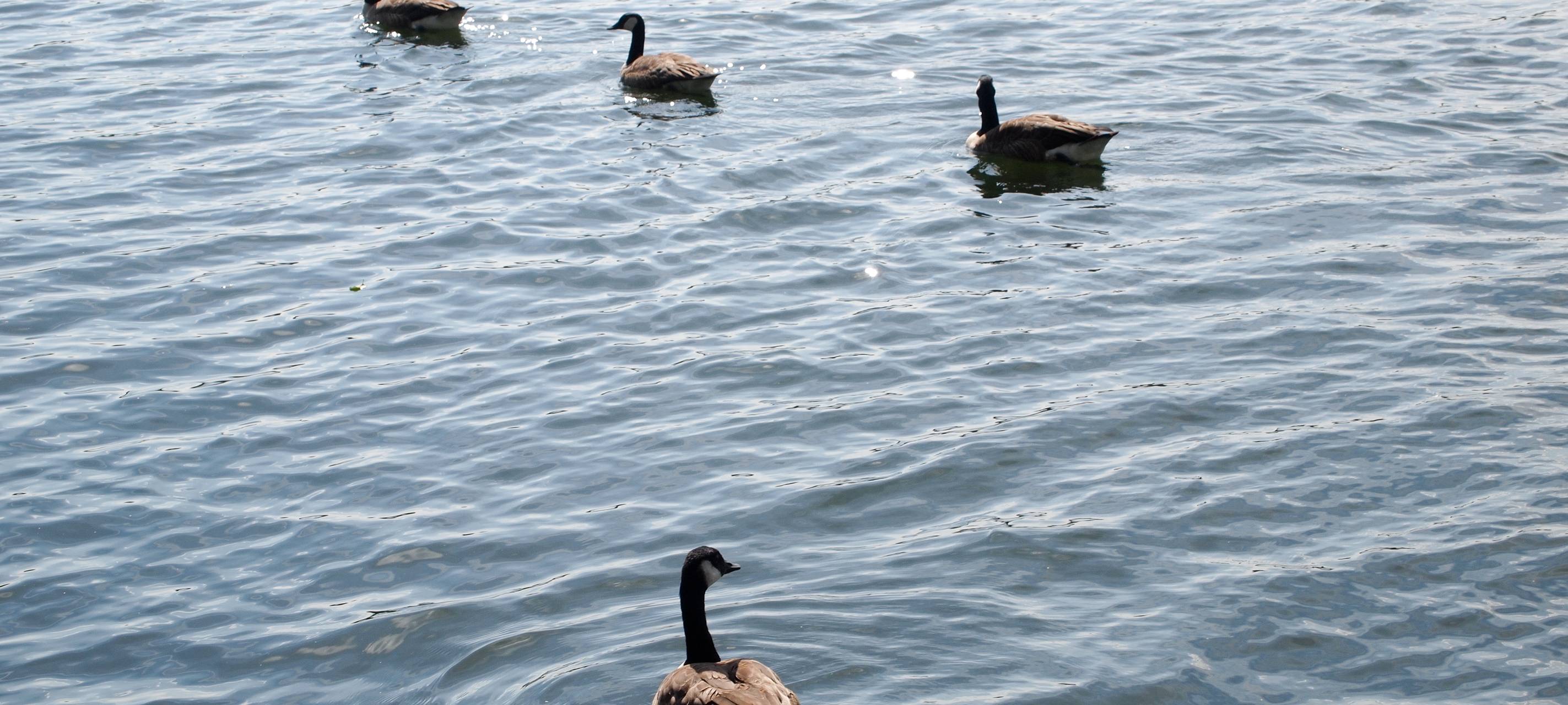 Neue Belüftungsanlage gegen Fischsterben in Haltern