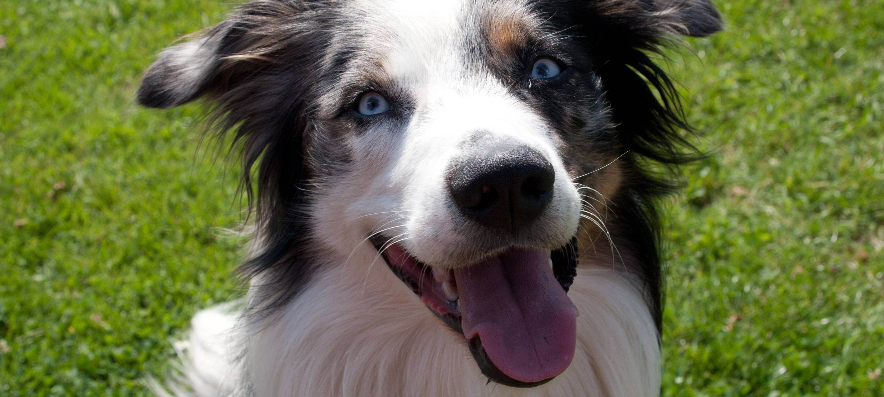 Über 50 Hunde aus Reihenhaus geholt