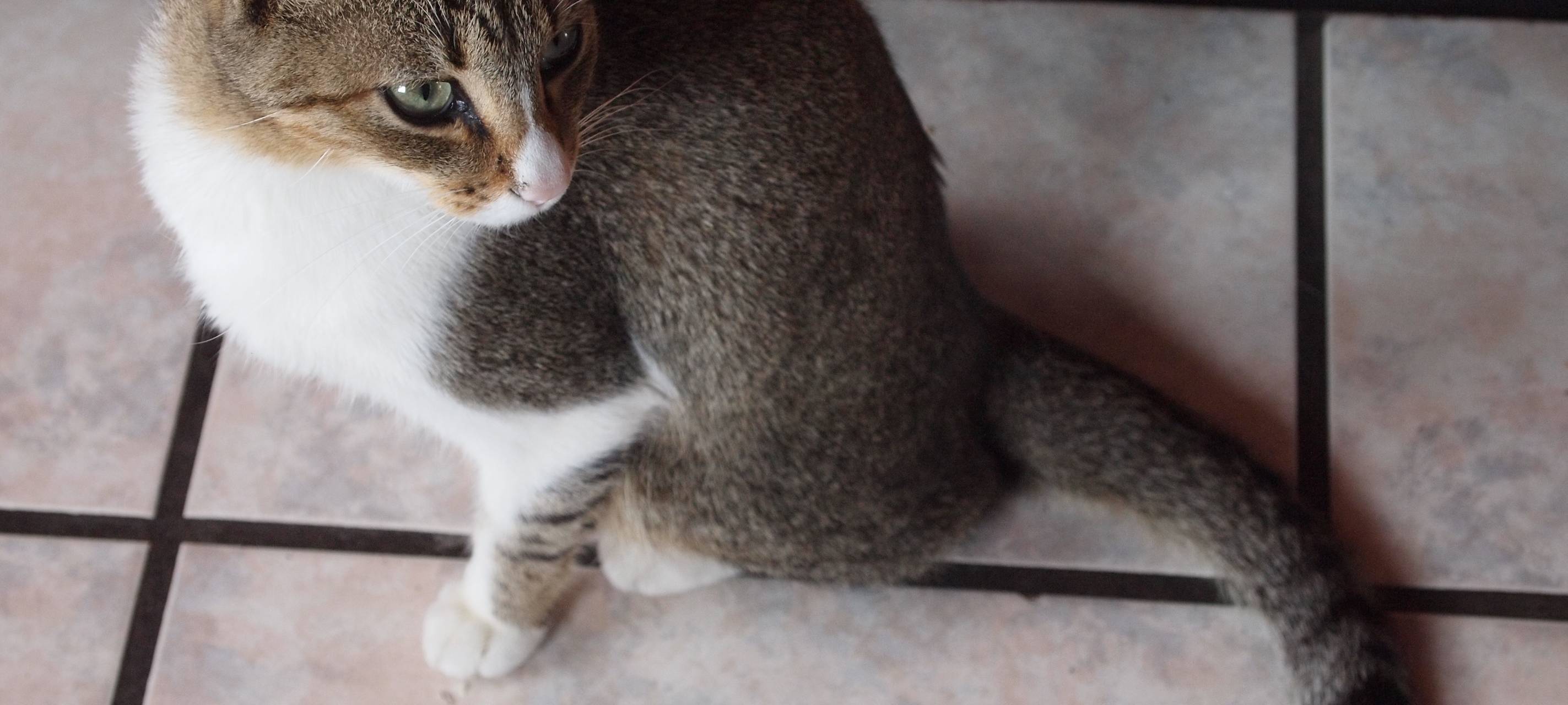 Tollwutgefahr bei Haustieren aus der Ukraine