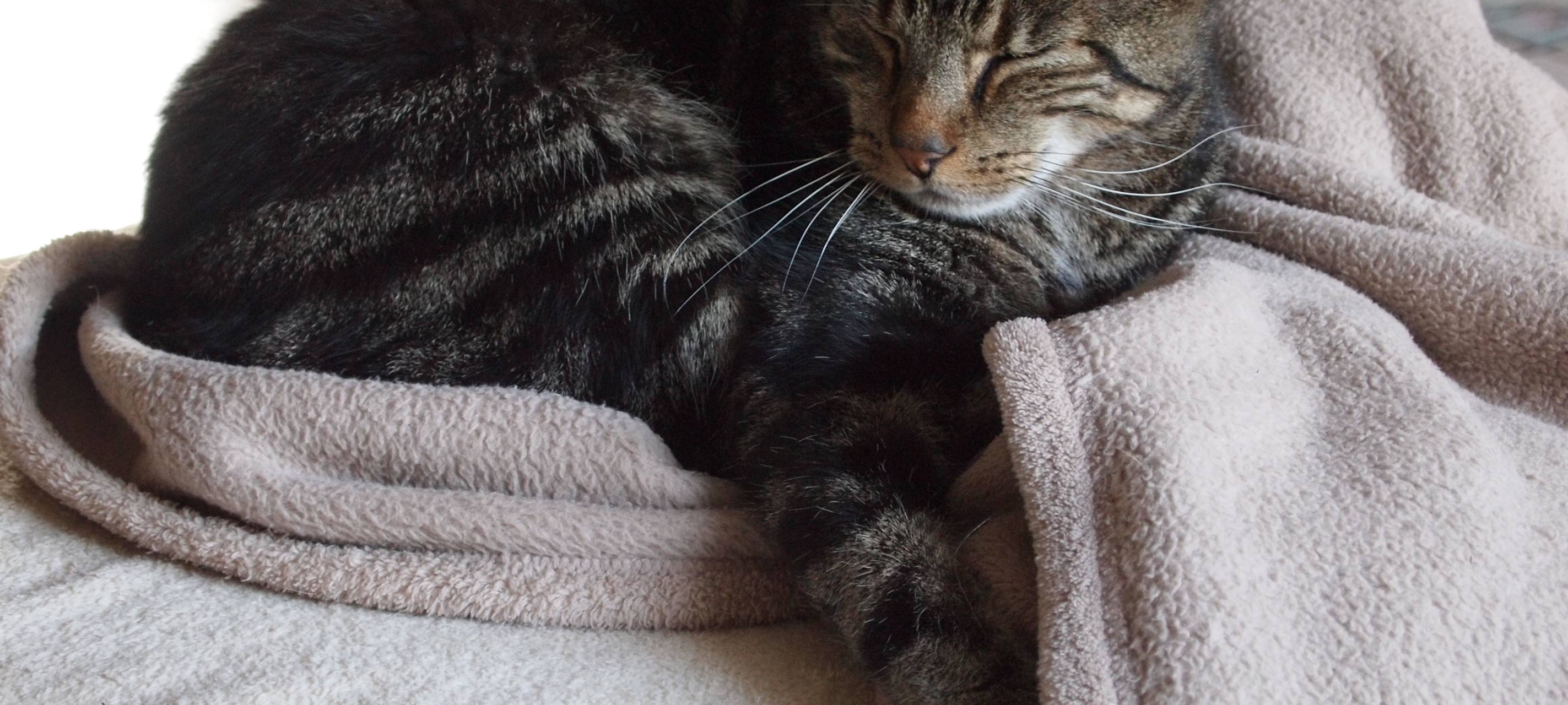 Personalmangel: Tierklinik plant Ring-Notdienst