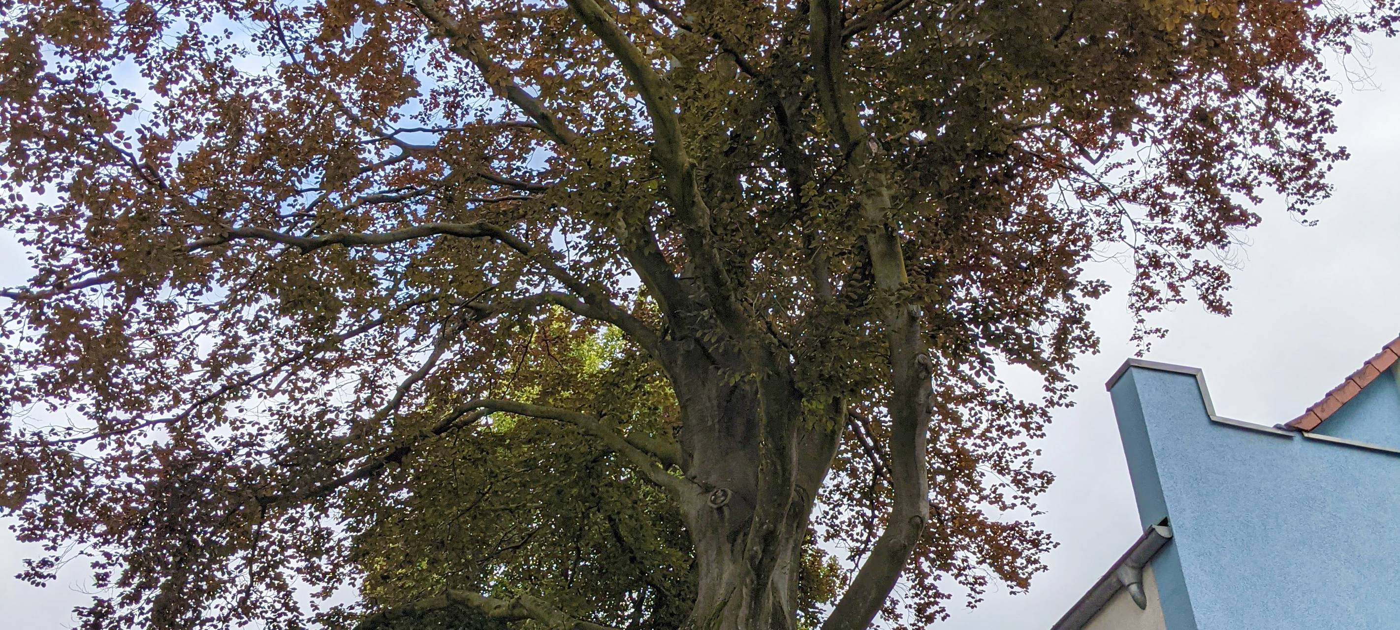 200 Jahre alter Baum bei Boente muss gefällt werden