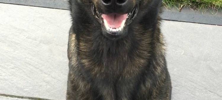 "Elron" findet auf A2-Parkplatz zwei Kilogramm Drogen