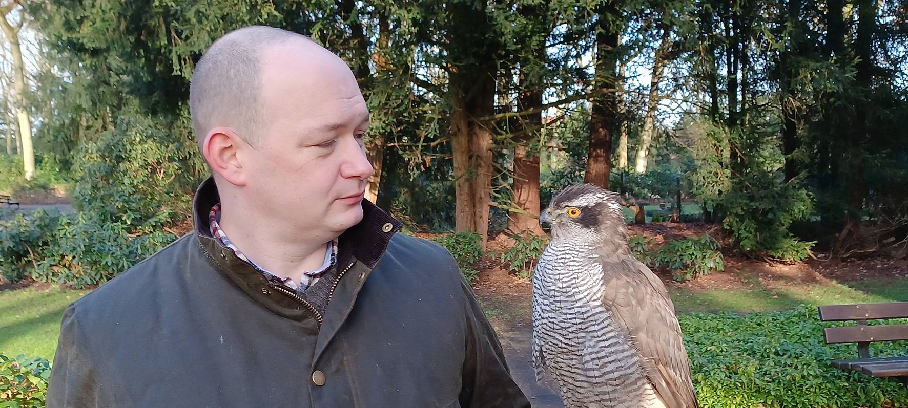 Verwüstete Gräber: Habicht soll Krähen verjagen