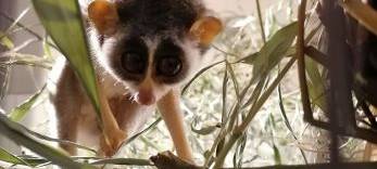 Neue Tierart in der ZOOM-Erlebniswelt