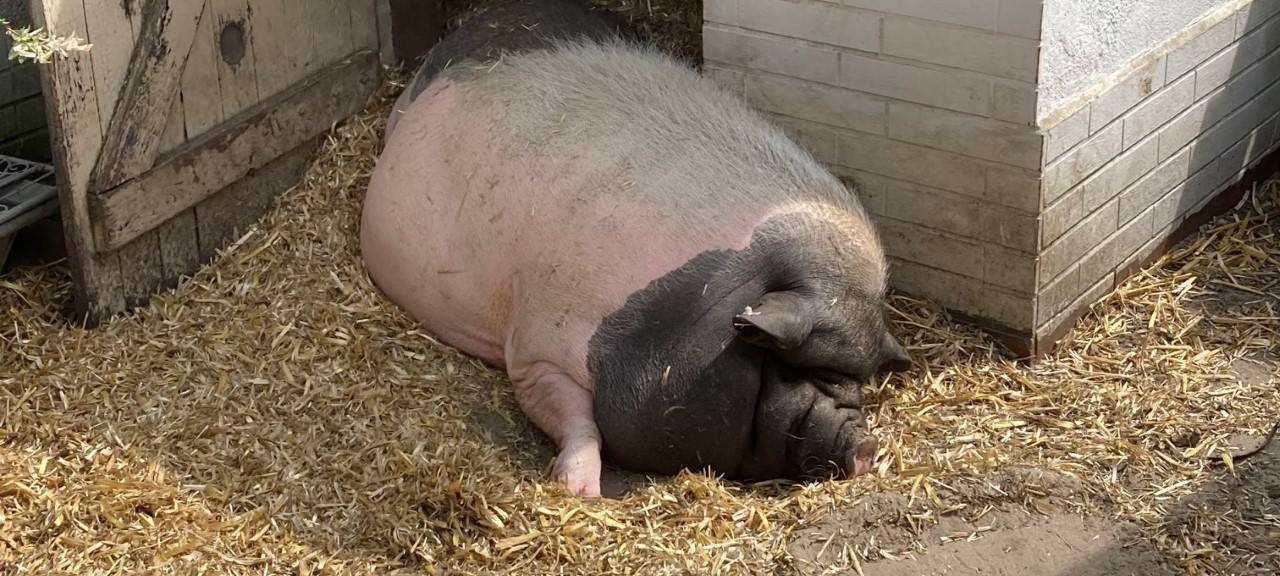Ärger um Hängebauchschweine im Wohngebiet