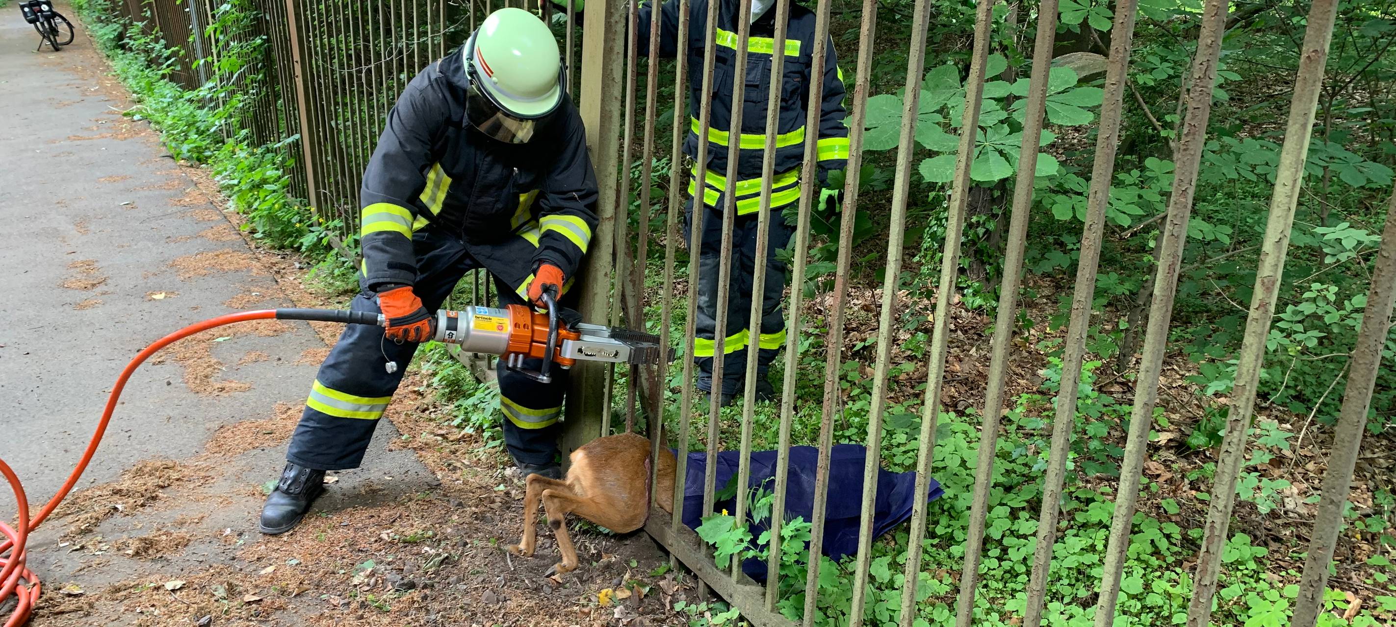 Feuerwehr-Rettungsaktion: Reh bleibt in Zaun stecken
