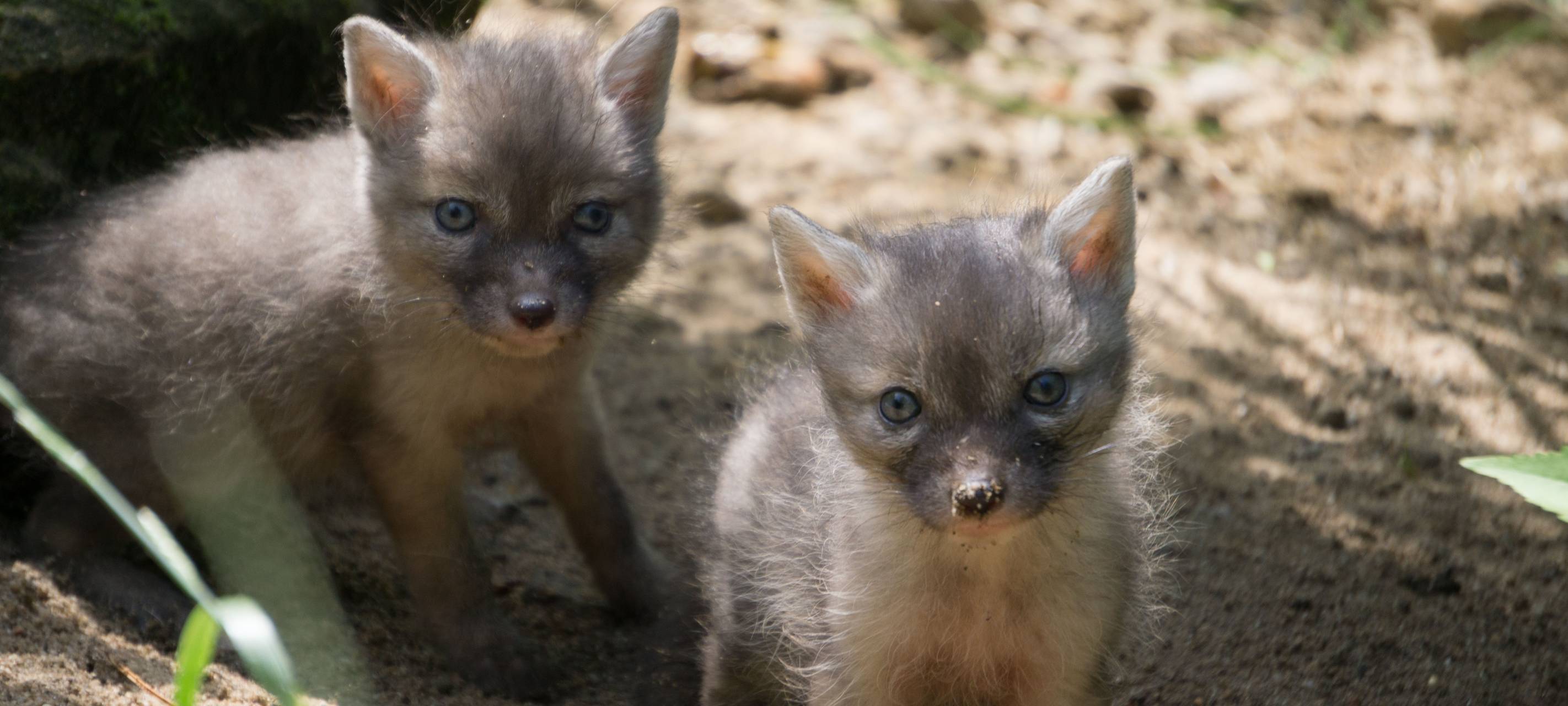 Steppenfüchse Tierpark Recklinghausen
