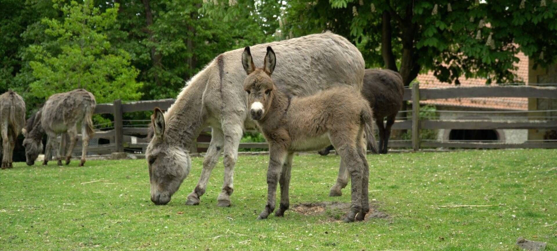Nach Esel-Fund in Dorsten: Kreis sucht Besitzer!