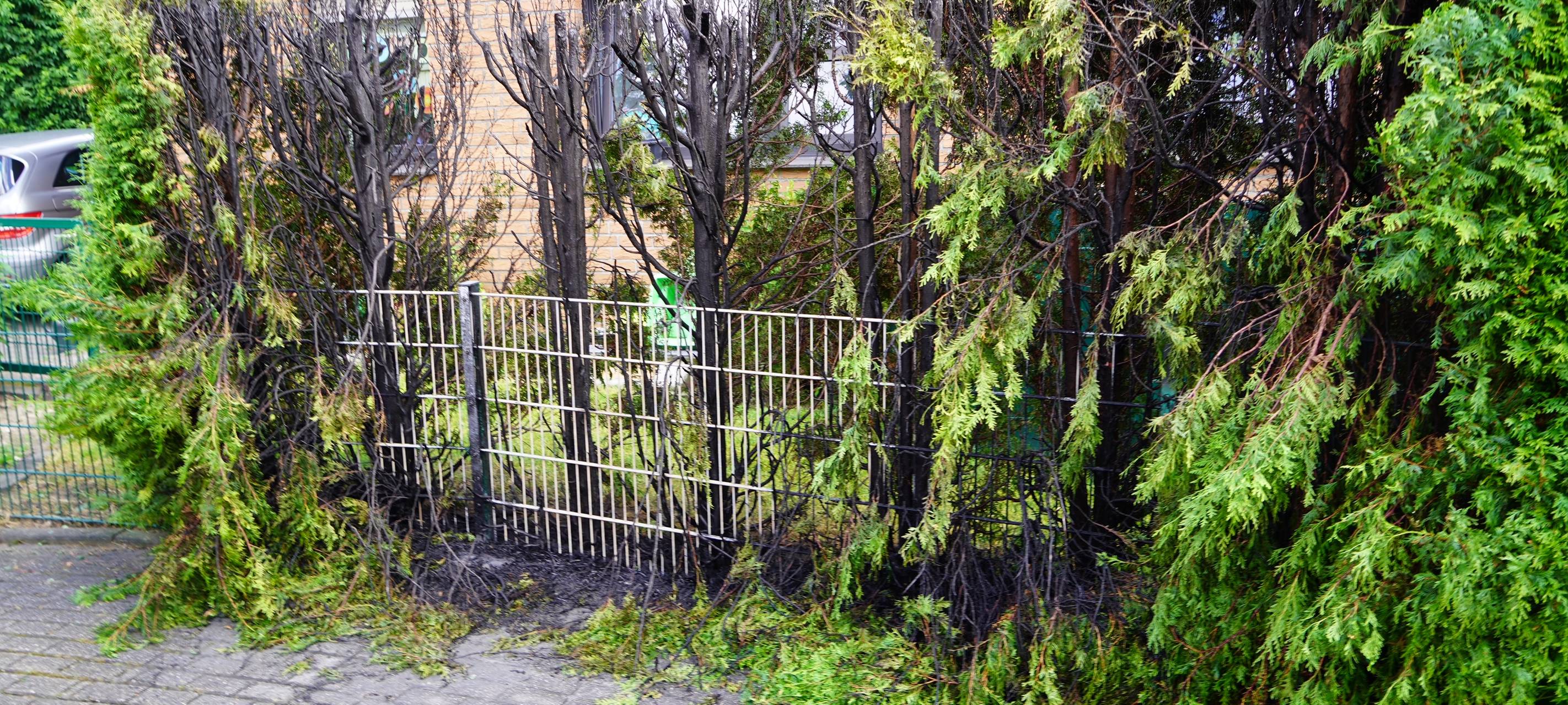 Heckenbrand Castrop-Rauxel