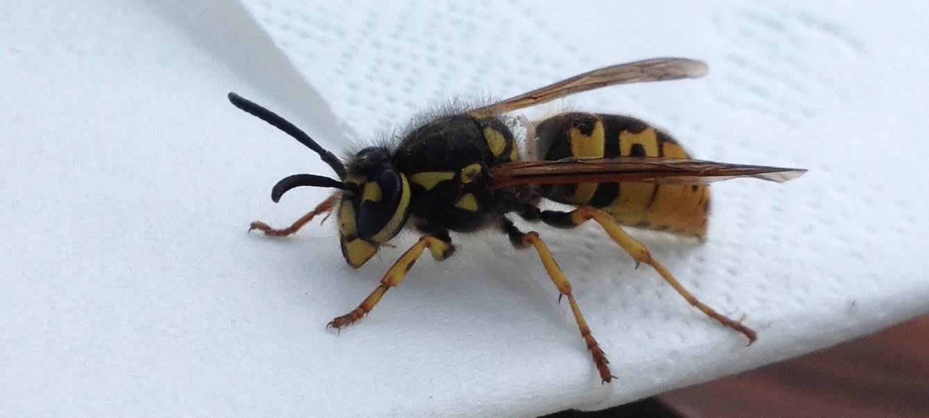 Wespenbefall: Kein Sportunterricht an Erkenschwicker Schule