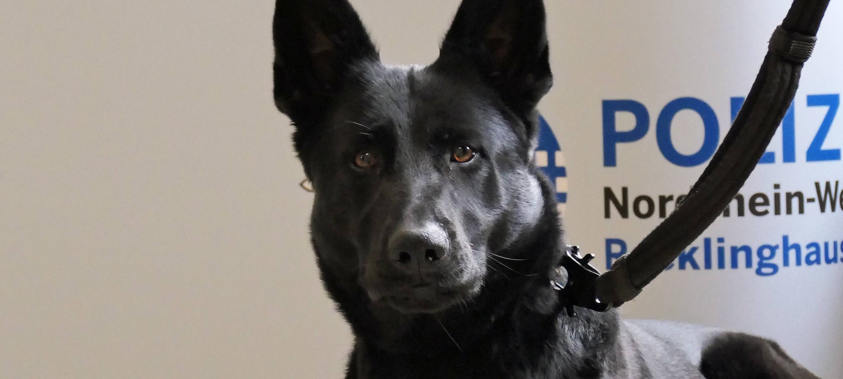 Polizeihund "Snippi" schnappt Einbrecher in Waltrop